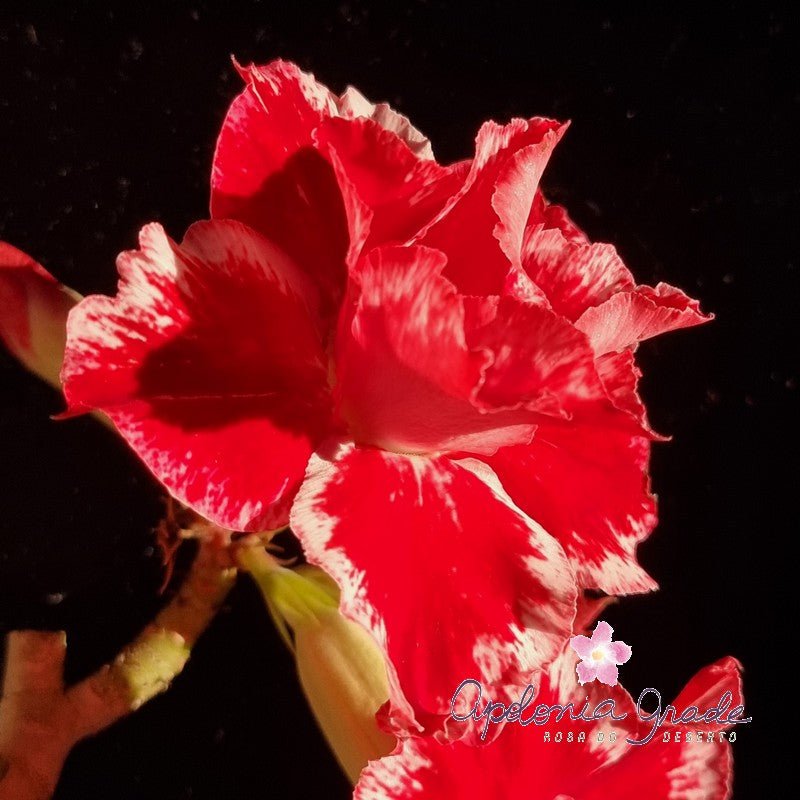 ROSA DO DESERTO CRIMSON HEART | DOBRADA - Apolonia Grade