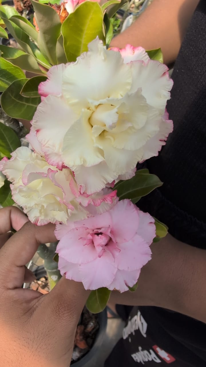 ROSA DO DESERTO CRISTAL | MULTIPÉTALAS - Apolonia Grade