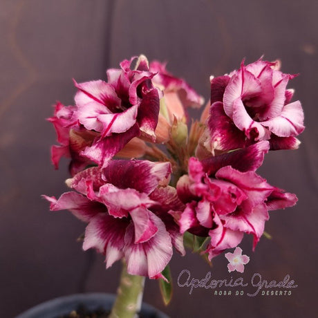 ROSA DO DESERTO D. BLUE BOY | PERFUMADA | DOBRADA - Apolonia Grade