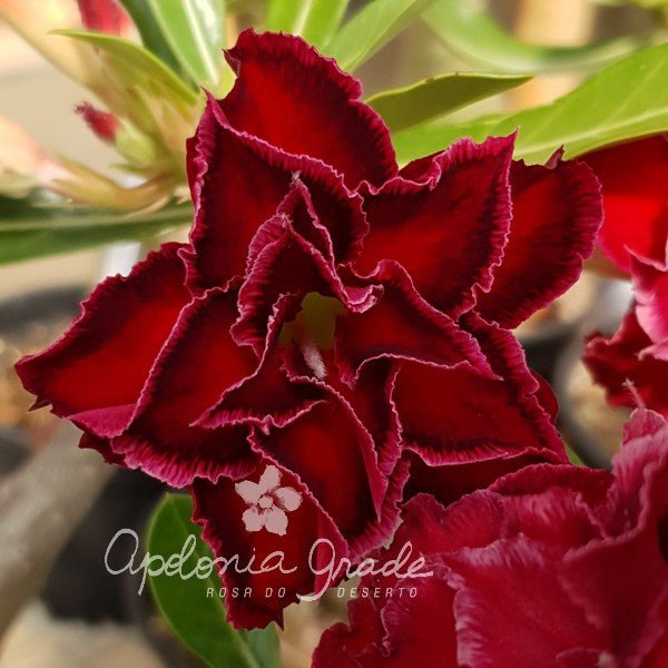 ROSA DO DESERTO DALILA ESCURA 4 CAMADAS | MULTIPÉTALAS - Apolonia Grade