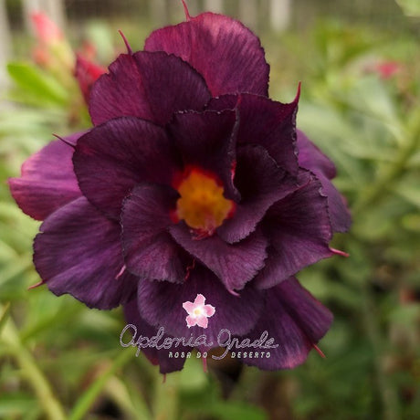 ROSA DO DESERTO DAMA DA NOITE | MULTIPÉTALAS - Apolonia Grade