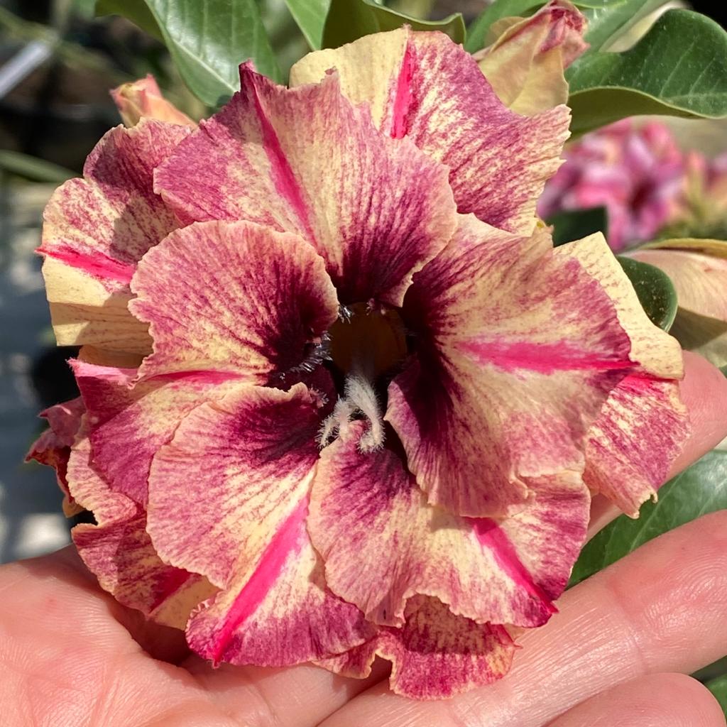 ROSA DO DESERTO DIVA | DOBRADA - Apolonia Grade