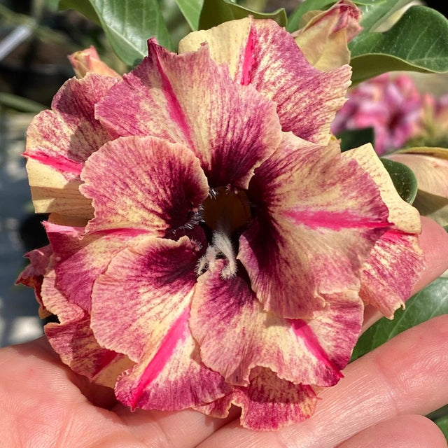 ROSA DO DESERTO DIVA | DOBRADA - Apolonia Grade