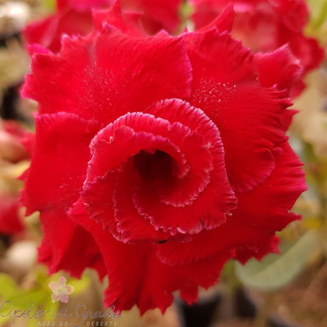 ROSA DO DESERTO DÖ, DÓ, DÒ | MULTIPÉTALAS - Apolonia Grade