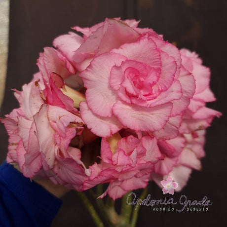 ROSA DO DESERTO DOLCE VITA | MULTIPÉTALAS - Apolonia Grade