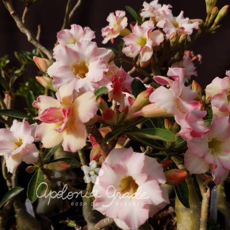 ROSA DO DESERTO DONATELLA | DOBRADA - Apolonia Grade