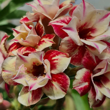 ROSA DO DESERTO EGG ROLL | PERFUMADA | DOBRADA - Apolonia Grade