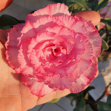 ROSA DO DESERTO EROS | MULTIPÉTALAS - Apolonia Grade