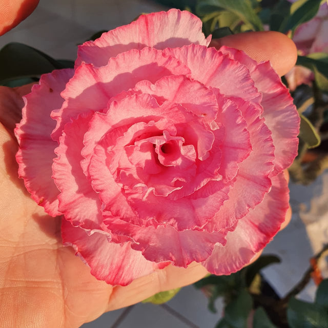 ROSA DO DESERTO EROS | MULTIPÉTALAS - Apolonia Grade