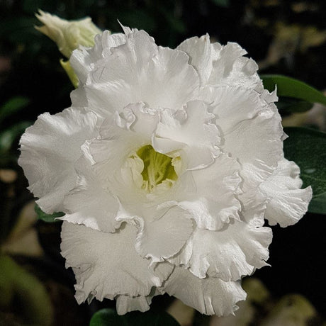 ROSA DO DESERTO ESTRELA DALVA | MULTIPÉTALAS - Apolonia Grade