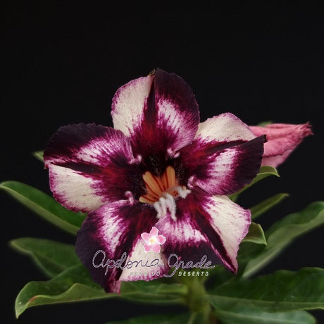 ROSA DO DESERTO ESTRELA PÚRPURA | PURPLE STAR | SINGELA - Apolonia Grade