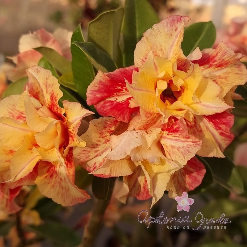 ROSA DO DESERTO ETERNAL SUMMER | DOBRADA - Apolonia Grade