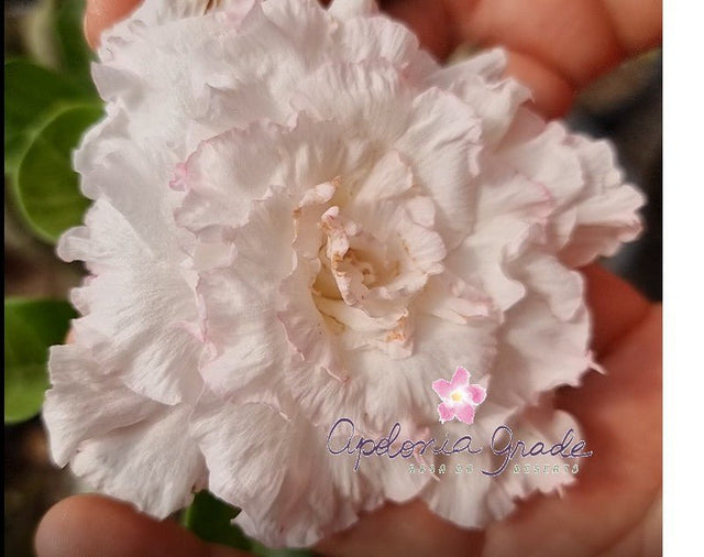 ROSA DO DESERTO EVEREST | MULTIPÉTALAS - Apolonia Grade