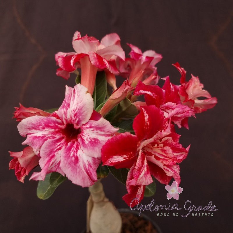 ROSA DO DESERTO FEITIÇO | DOBRADA - Apolonia Grade