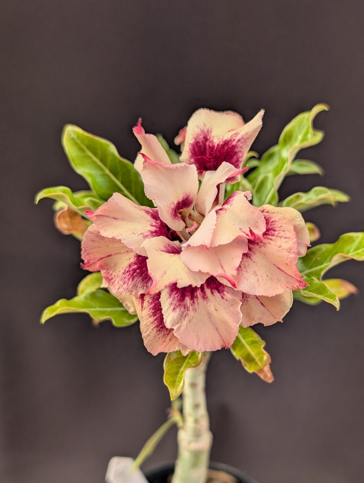 ROSA DO DESERTO FIDAFÉ | MULTIPÉTALAS - Apolonia Grade