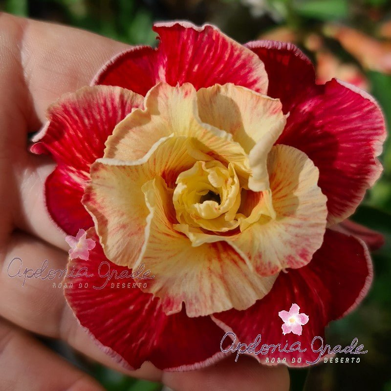 ROSA DO DESERTO FIDAMÃE | MULTIPÉTALAS - Apolonia Grade