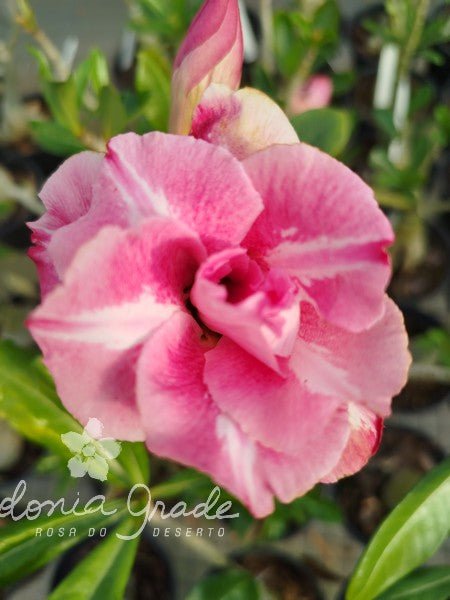 ROSA DO DESERTO FLÃMEA, MULTIPÉTALAS - Apolonia Grade