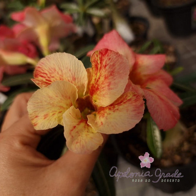 ROSA DO DESERTO FLAMINGO| SINGELA - Apolonia Grade