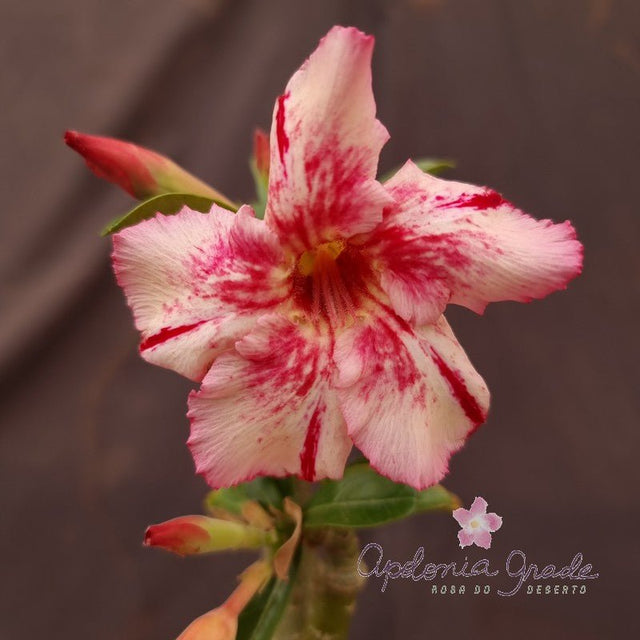 ROSA DO DESERTO FOGARÉU| SINGELA - Apolonia Grade