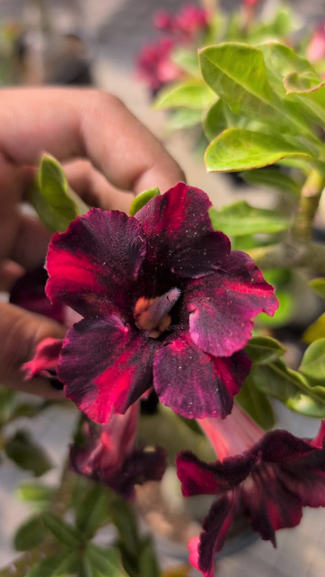 ROSA DO DESERTO FOGO ARDENTE| SINGELA - Apolonia Grade