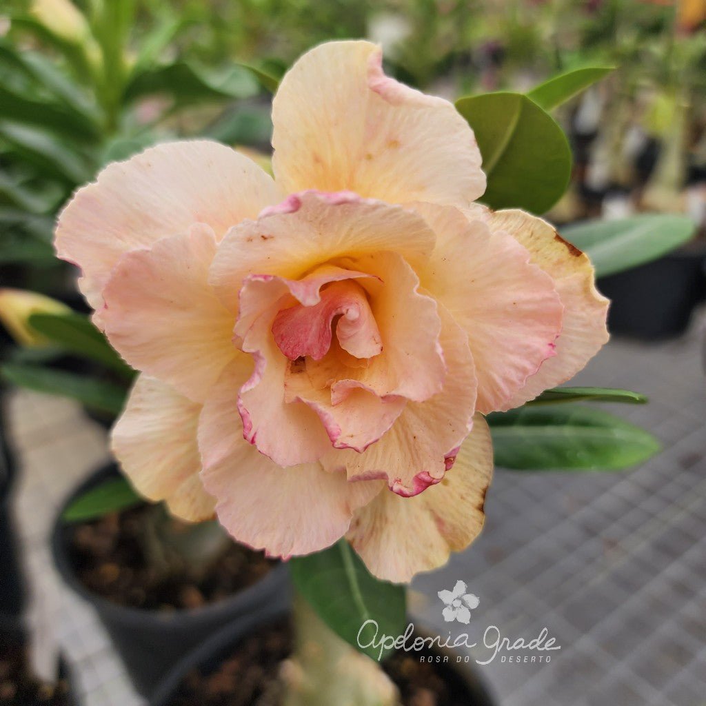 ROSA DO DESERTO GOIANINHA | MULTIPÉTALAS - Apolonia Grade