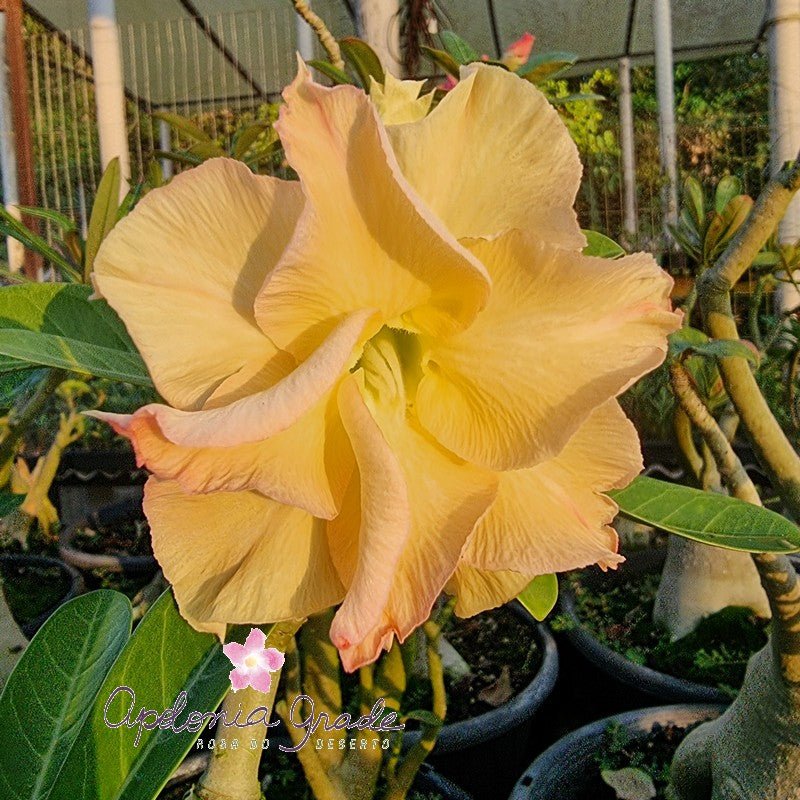 ROSA DO DESERTO GOLDEN DRAGON | DOBRADA - Apolonia Grade