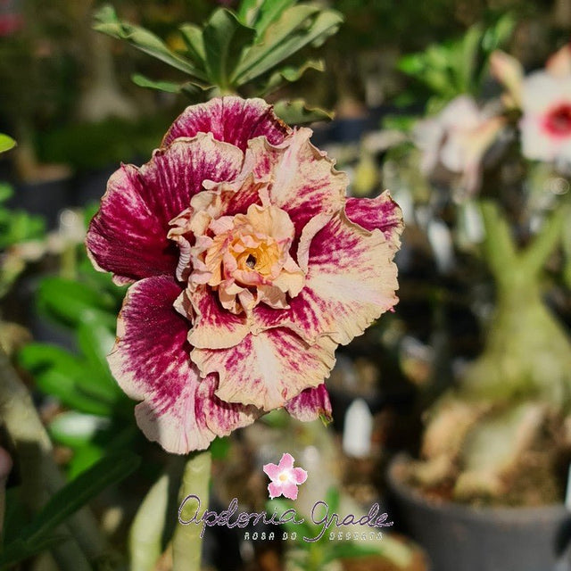 ROSA DO DESERTO GOLDEN FAITH | PERFUMADA | MULTIPÉTALAS - Apolonia Grade