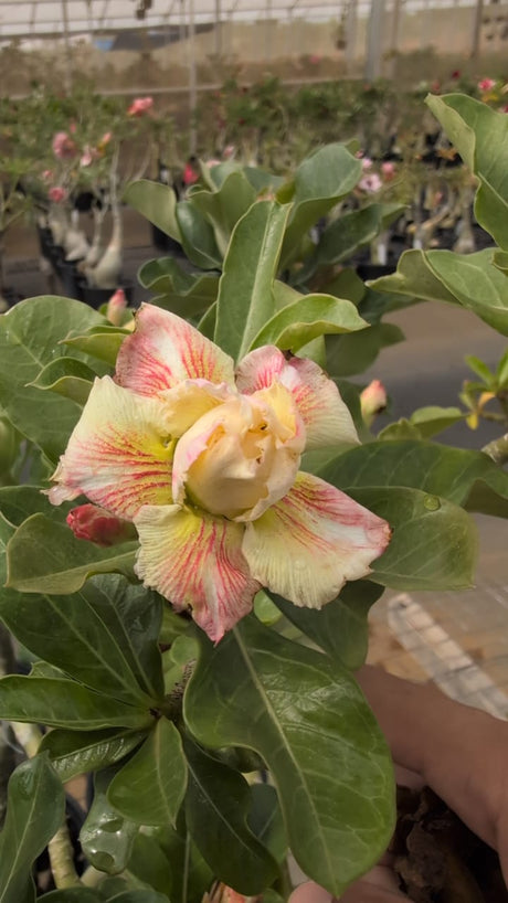 ROSA DO DESERTO GOLDEN TEMPLE - Apolonia Grade