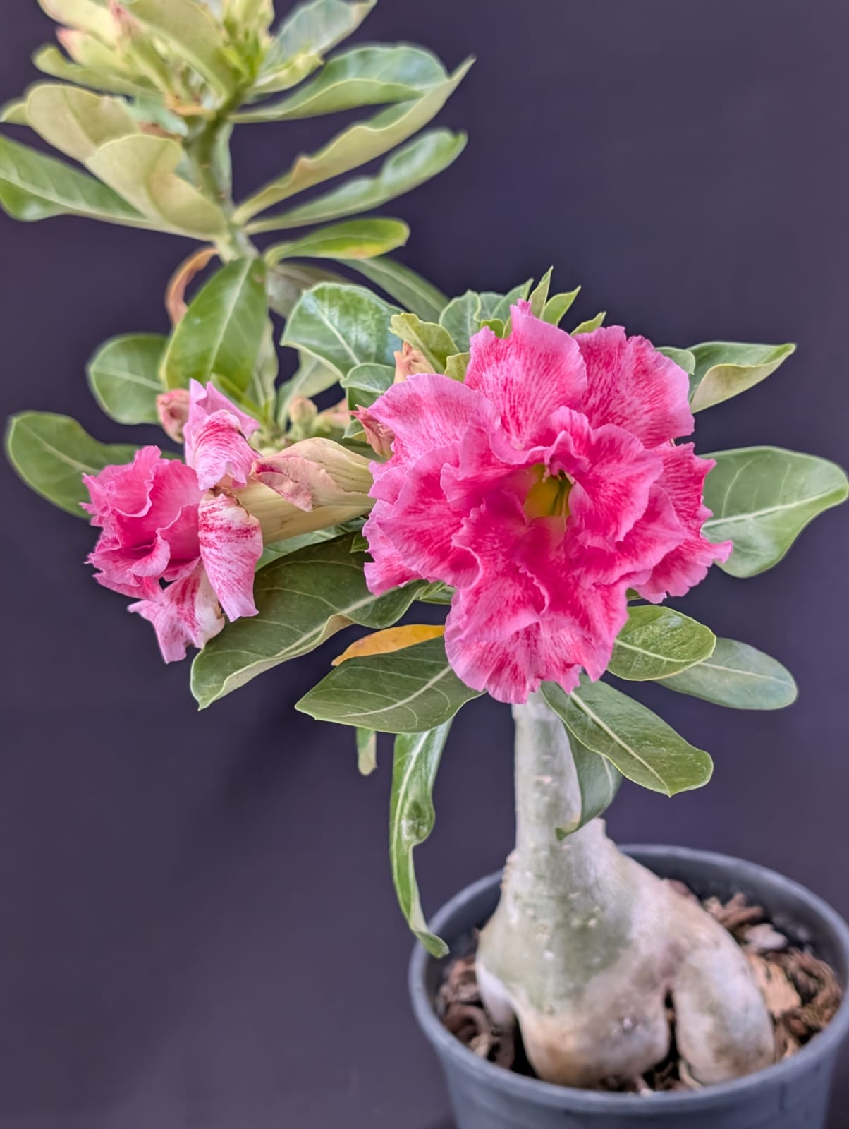 ROSA DO DESERTO GOOF | MULTIPÉTALAS - Apolonia Grade