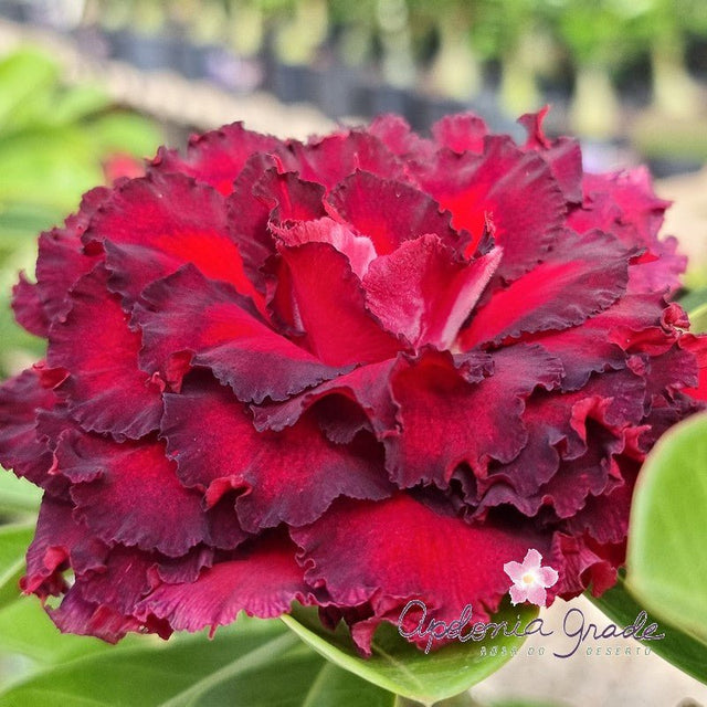 ROSA DO DESERTO GUARÁ PITANGA | MULTIPÉTALAS - Apolonia Grade