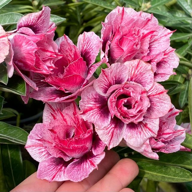 ROSA DO DESERTO HEXAGON GEM | DOBRADA - Apolonia Grade