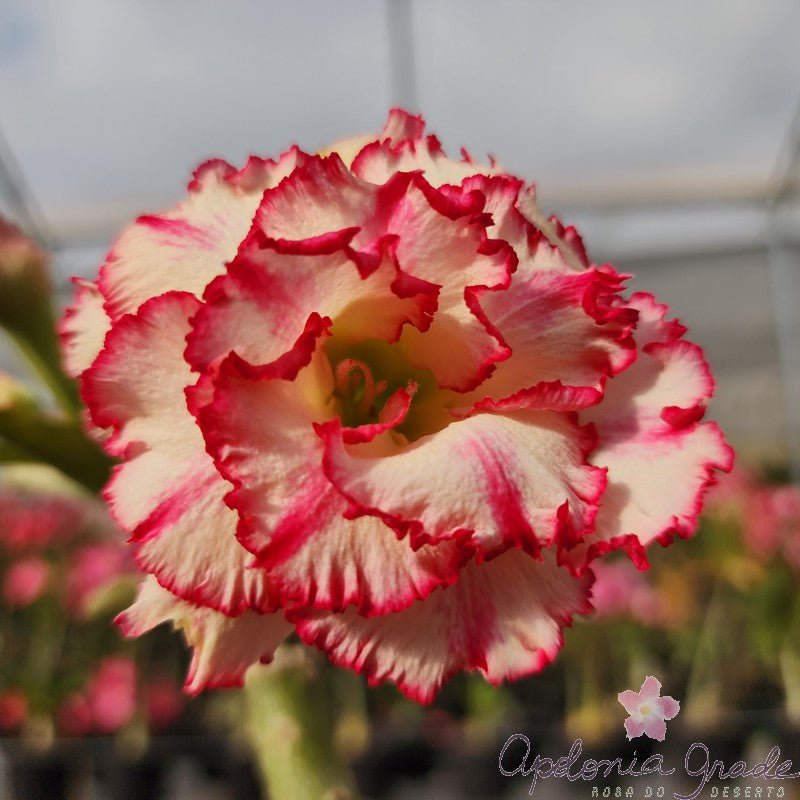 ROSA DO DESERTO HÍGIA| MULTIPÉTALAS - Apolonia Grade