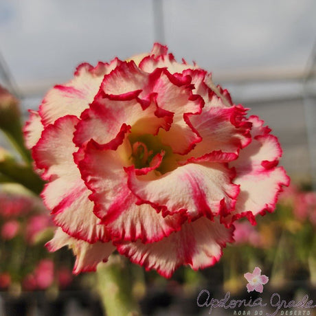 ROSA DO DESERTO HÍGIA| MULTIPÉTALAS - Apolonia Grade