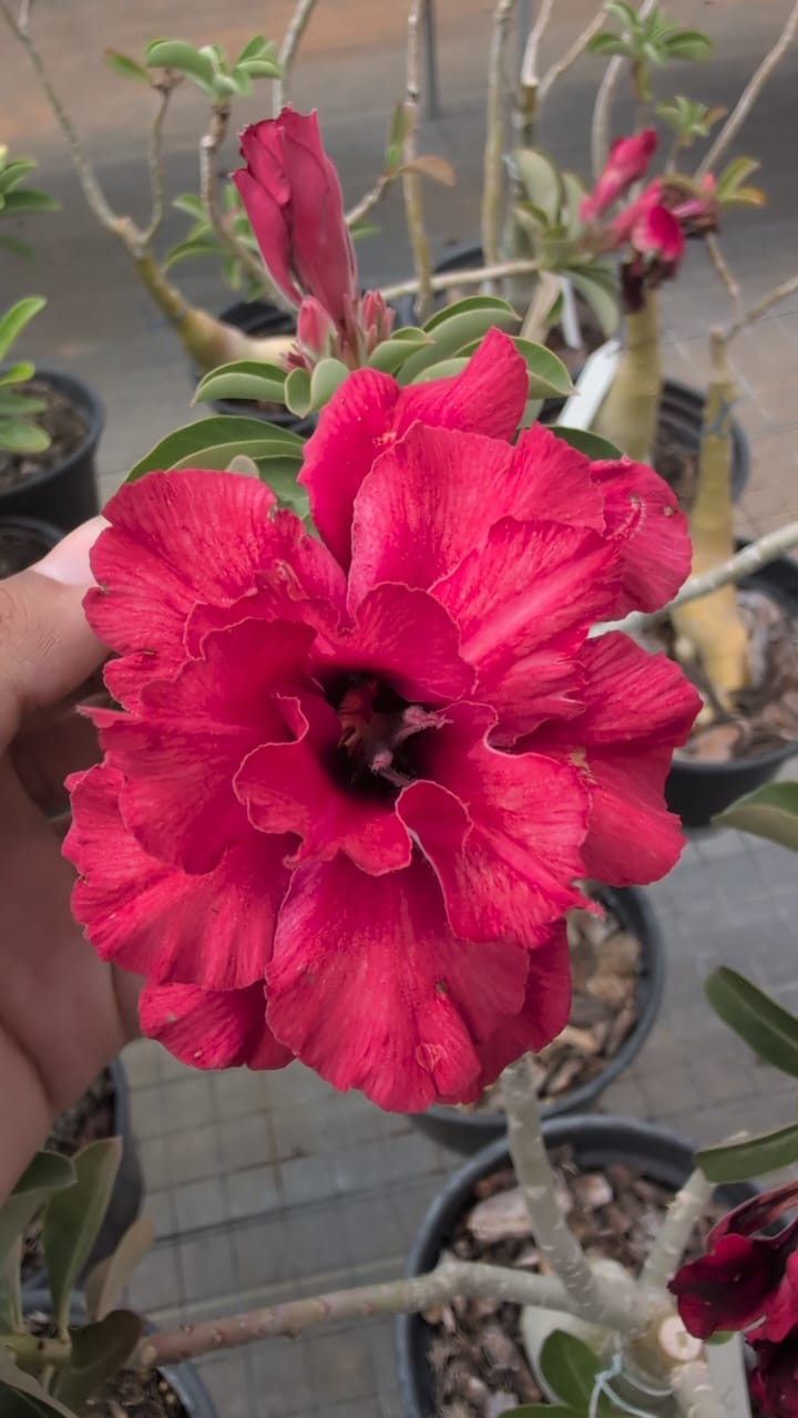 ROSA DO DESERTO ÍNDIA | MULTIPÉTALAS - Apolonia Grade