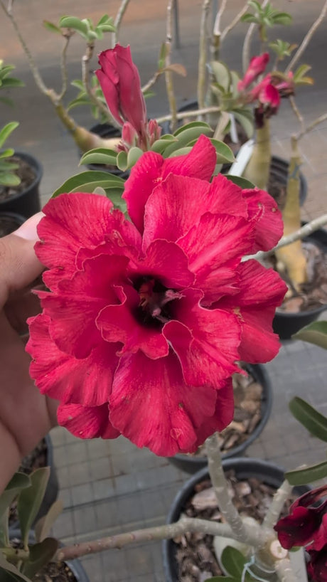 ROSA DO DESERTO ÍNDIA | MULTIPÉTALAS - Apolonia Grade