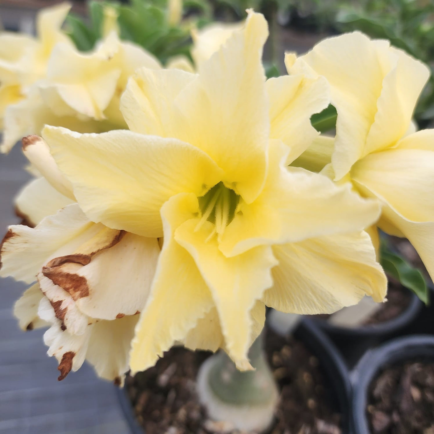 ROSA DO DESERTO IPE| DOBRADA - Apolonia Grade