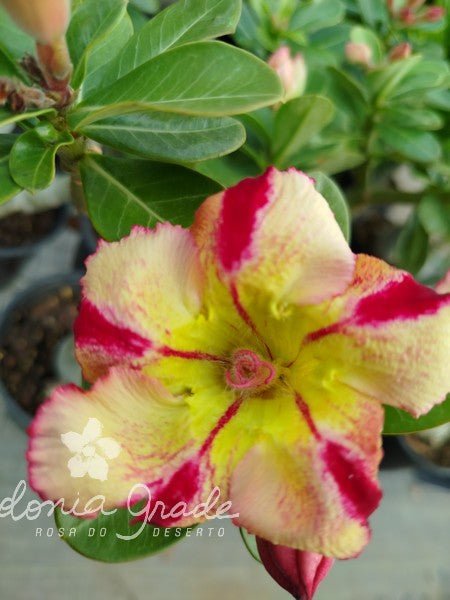 ROSA DO DESERTO JIN RUI | LANÇAMENTO | SINGELA - Apolonia Grade