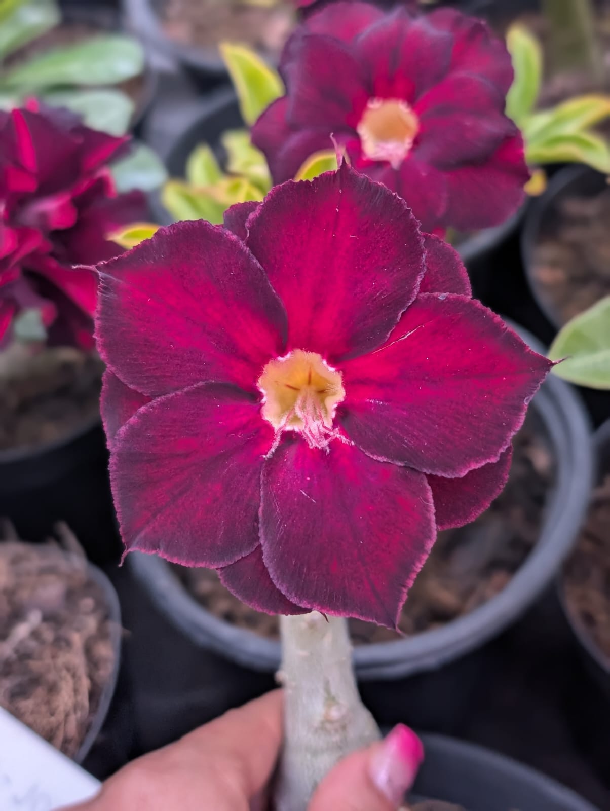 ROSA DO DESERTO JO 51 | LANÇAMENTO | DOBRADA - Apolonia Grade