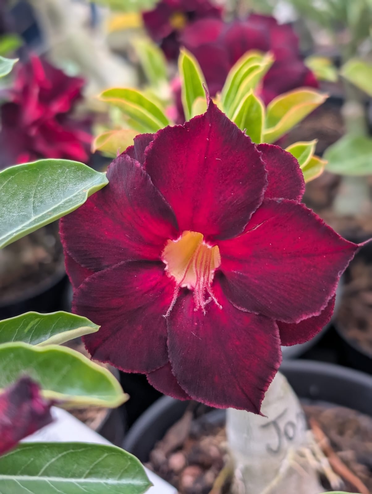 ROSA DO DESERTO JO 51 | LANÇAMENTO | DOBRADA - Apolonia Grade