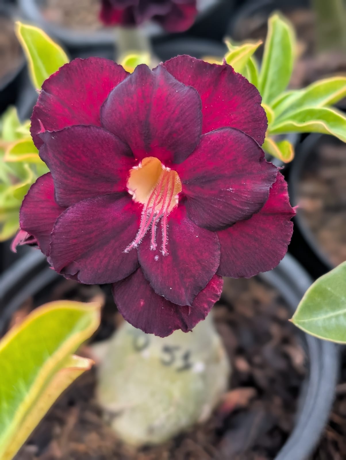 ROSA DO DESERTO JO 51 | LANÇAMENTO | DOBRADA - Apolonia Grade