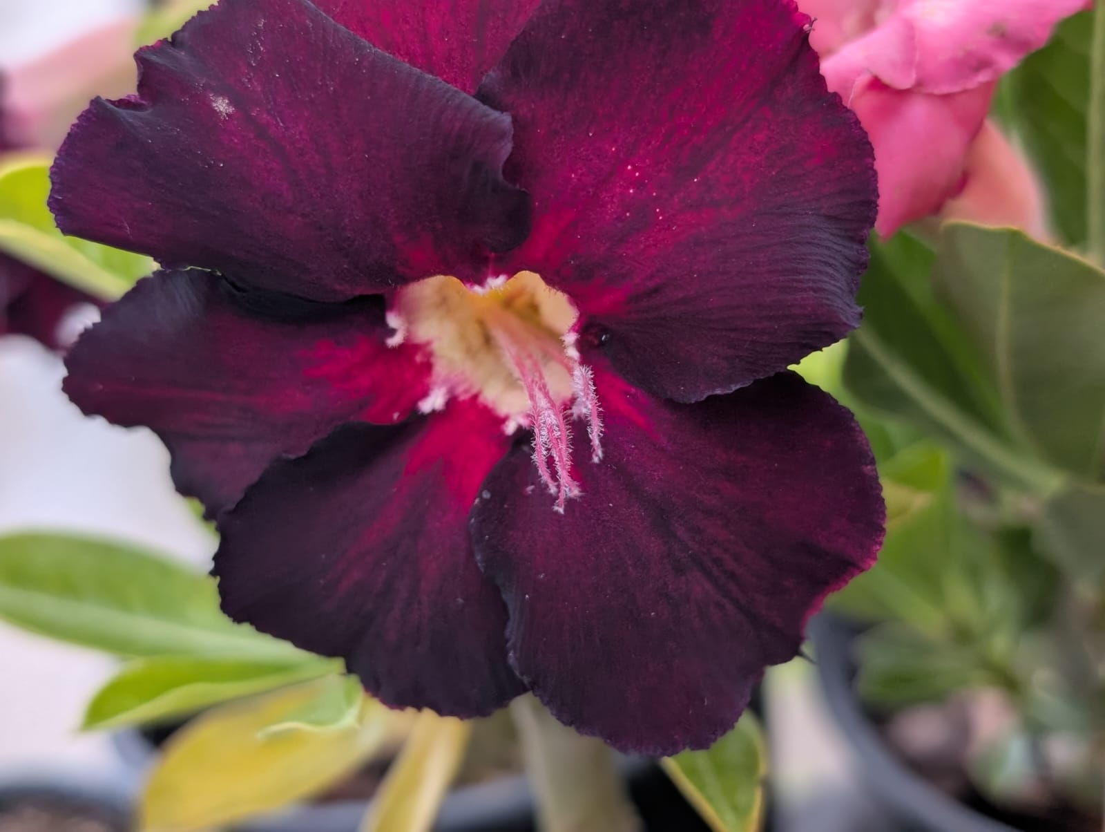 ROSA DO DESERTO JO 51 | LANÇAMENTO | DOBRADA - Apolonia Grade