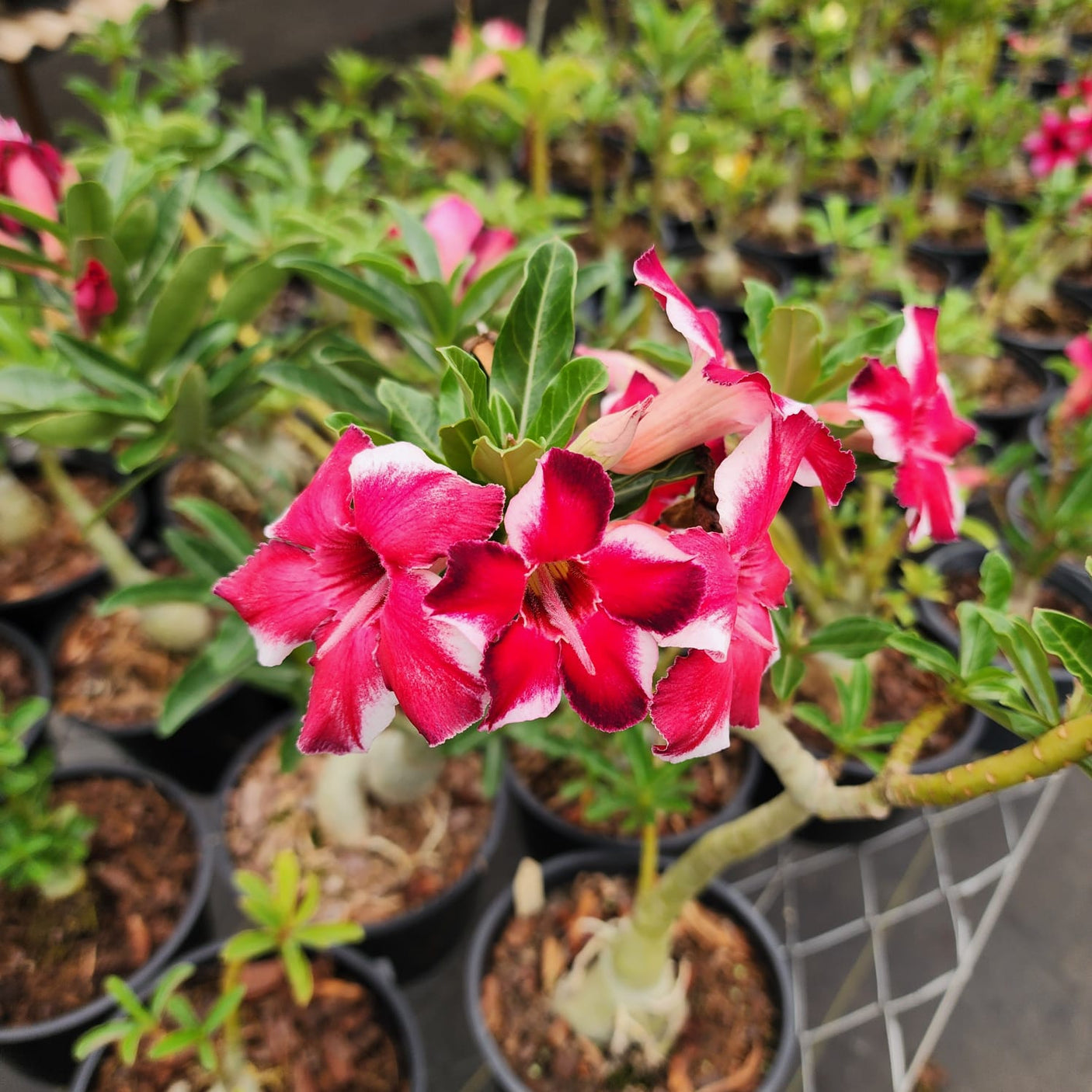 ROSA DO DESERTO JOSIMAR| SINGELA - Apolonia Grade