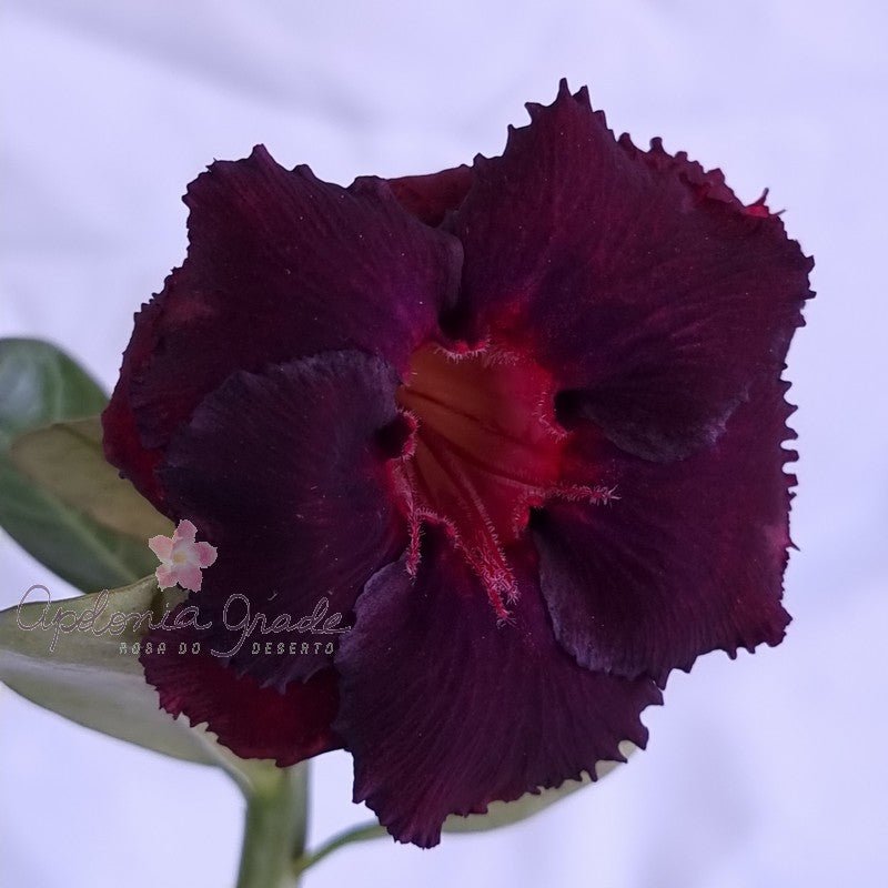 ROSA DO DESERTO L 14 | DOBRADA - Apolonia Grade