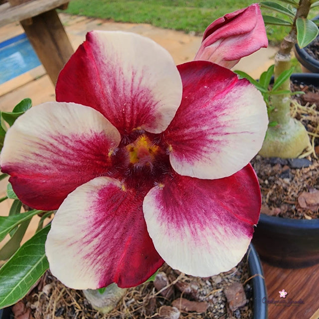 ROSA DO DESERTO LAVINIA | PERFUMADA | SINGELA - Apolonia Grade