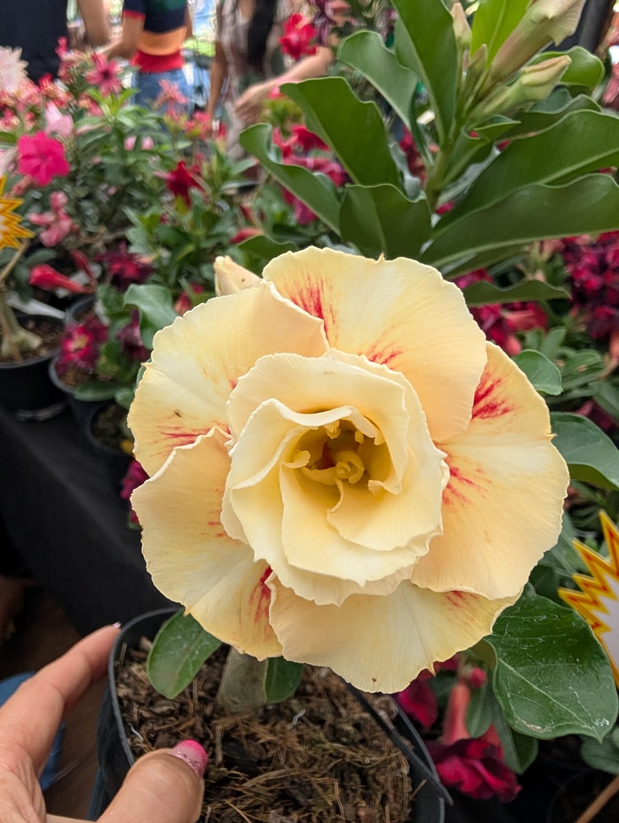 ROSA DO DESERTO LK563 | AMARELA DOBRADA - Apolonia Grade