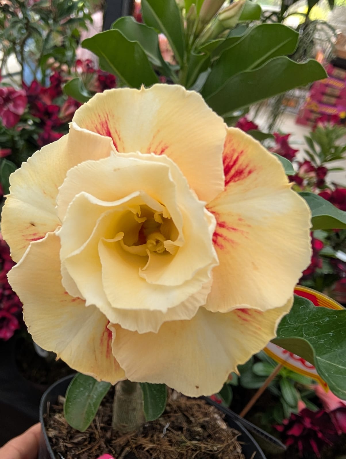 ROSA DO DESERTO LK563 | AMARELA DOBRADA - Apolonia Grade