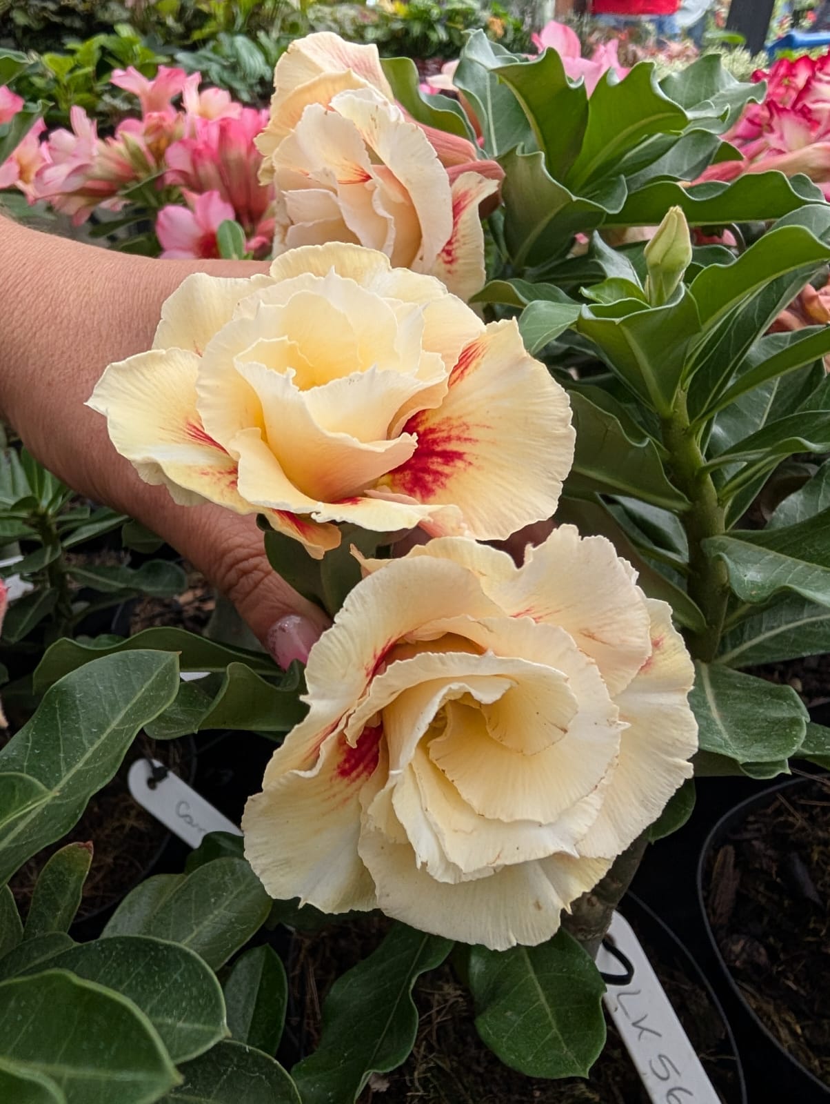 ROSA DO DESERTO LK563 | AMARELA DOBRADA - Apolonia Grade