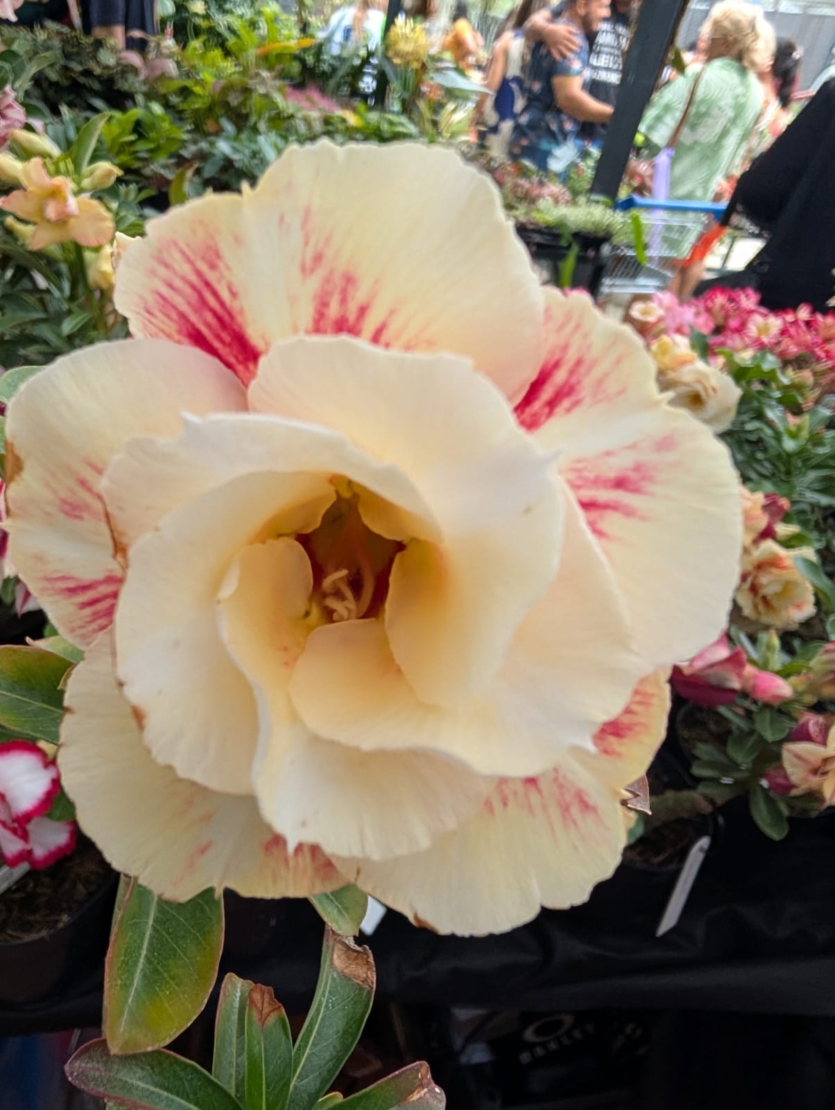 ROSA DO DESERTO LK563 | AMARELA DOBRADA - Apolonia Grade