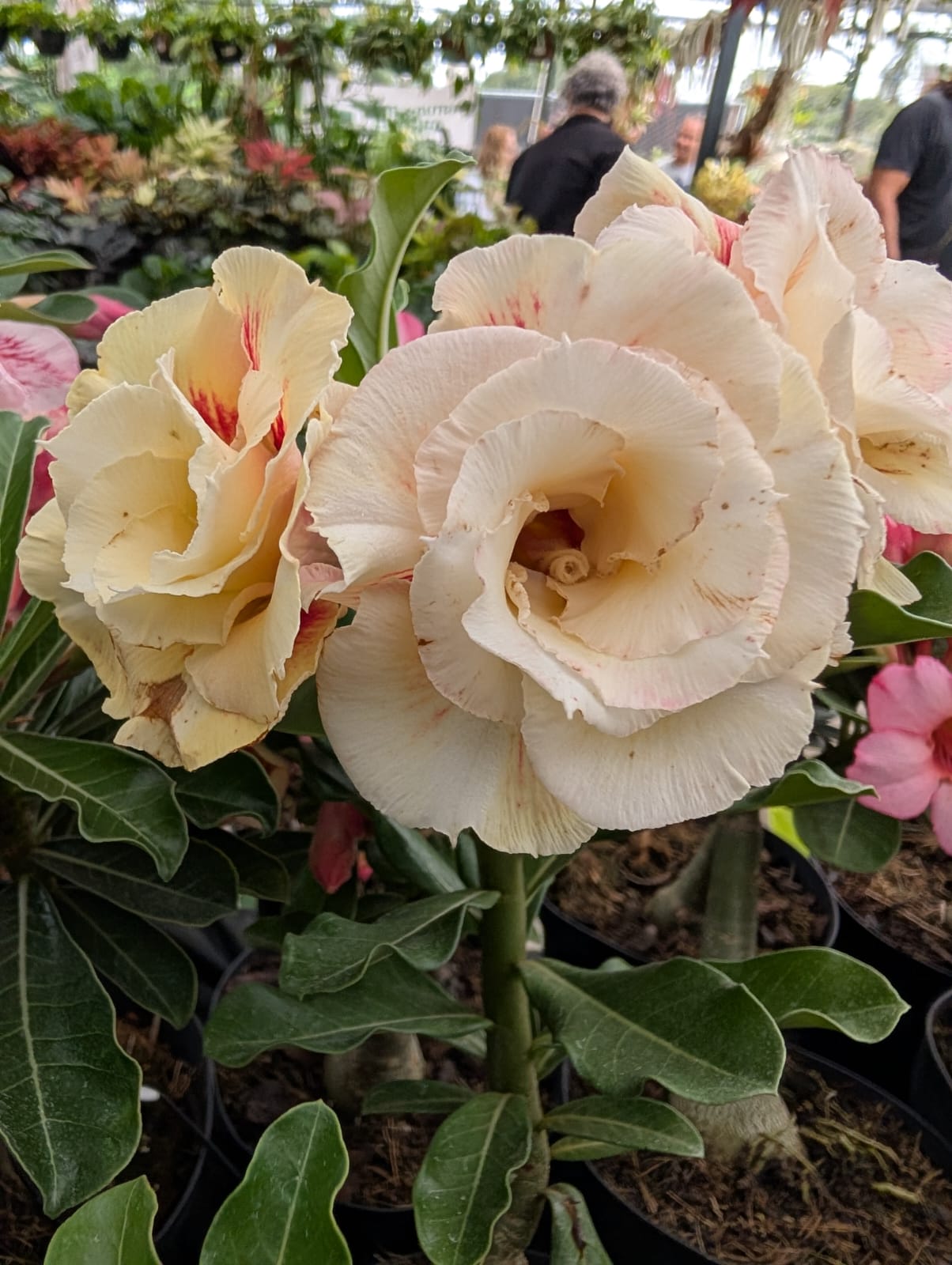 ROSA DO DESERTO LK563 | AMARELA DOBRADA - Apolonia Grade