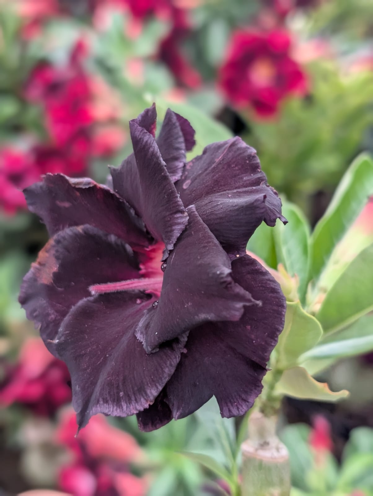 ROSA DO DESERTO LM655 | NEGRA INTENSA DOBRADA - Apolonia Grade